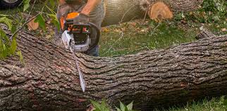 Best Tree and Shrub Care  in Brewster, OH