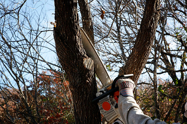 Trusted Brewster, OH Tree Removal Services Experts